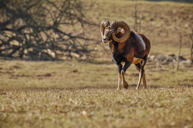 Gran muflón europeo en el bosque animal salvaje en el hábitat natural en la República Checa