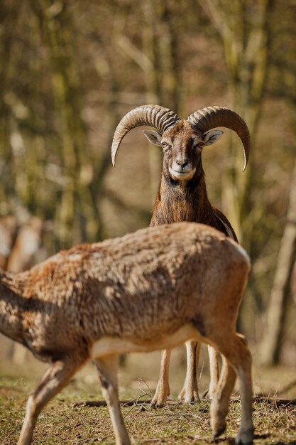 Gran muflón europeo en el bosque animal salvaje en el hábitat natural en la República Checa