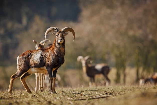 Gran muflón europeo en el bosque animal salvaje en el hábitat natural en la República Checa