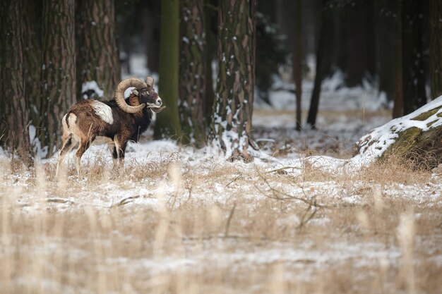 Gran muflón europeo en el bosque animal salvaje en el hábitat natural en la República Checa