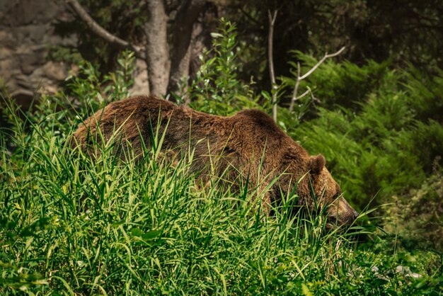 Gran oso escondido entre las altas briznas de hierba