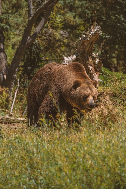 Gran oso grizzly caminando hacia con la boca abierta