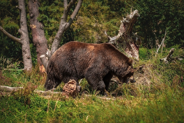 Gran oso pardo paseando por el camino