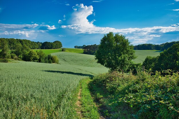 Gran paisaje de hierba verde y árboles bajo el cielo azul