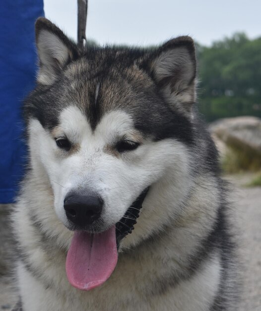 Gran perro malamute de alaska con la lengua fuera.