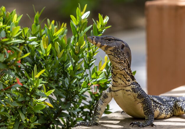 Gran reptil cerca de la planta de cerca