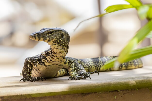 Gran reptil de cerca