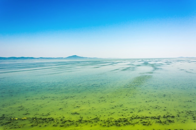 Gran río Ucraniano Dnepr cubierto por Cyanobacterias como resultado de los veranos calurosos