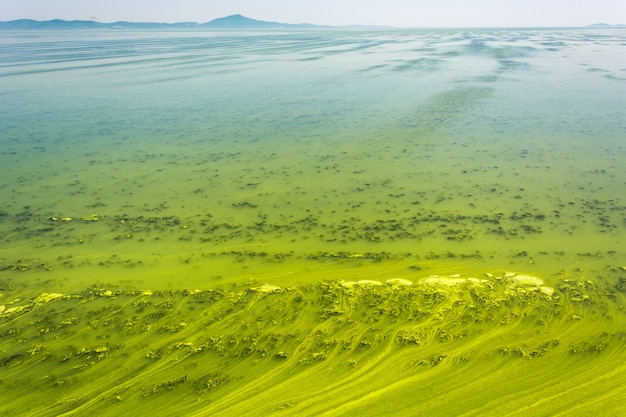 Gran río Ucraniano Dnepr cubierto por Cyanobacterias como resultado de los veranos calurosos