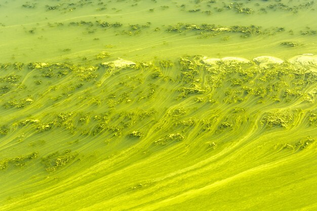 Gran río ucraniano Dnepr cubierto por Cyanobacterias como resultado de veranos calurosos