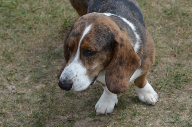 Gran rostro de un adorable perro basset hound.