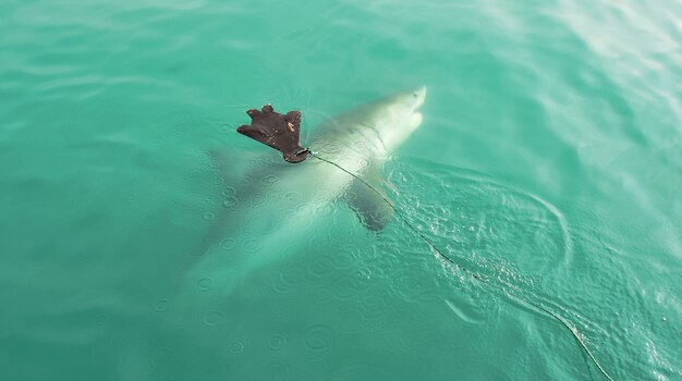 Gran señuelo de foca persiguiendo tiburón blanco