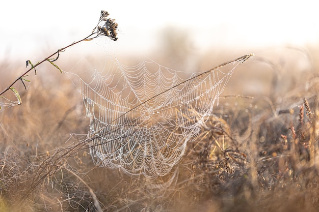 Gran tela de araña hermosa en gotas de rocío al amanecer en el campo.