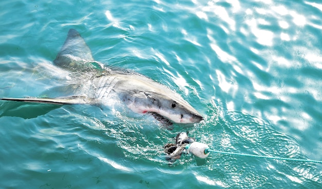 Gran tiburón blanco persiguiendo un señuelo de carne y rompiendo la superficie del mar.