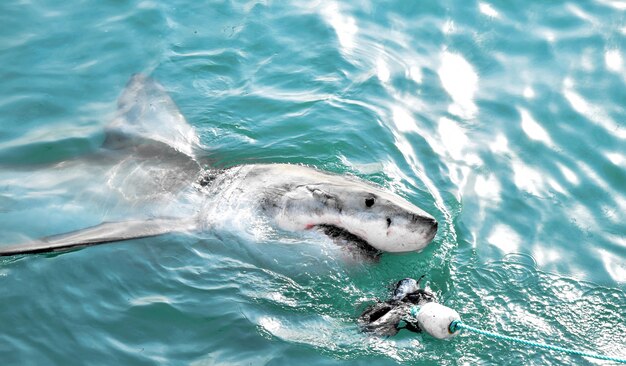 Gran tiburón blanco persiguiendo un señuelo de carne y rompiendo la superficie del mar.