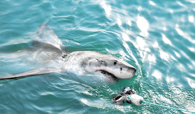 Gran tiburón blanco persiguiendo un señuelo de carne y rompiendo la superficie del mar.