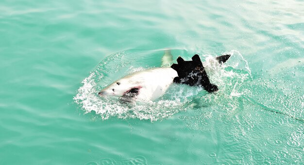 Gran tiburón blanco que rompe la superficie del mar para atrapar señuelos de carne