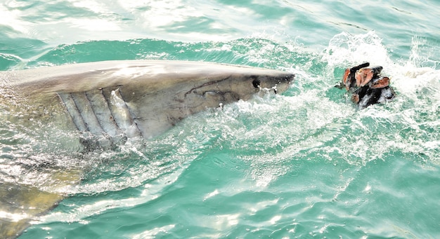 Gran tiburón blanco que rompe la superficie del mar para atrapar señuelos de carne