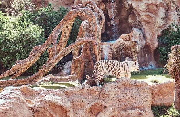 El gran tigre blanco de Bengala camina por el parque del zoológico nacional. Buscando un lugar fresco para esconderse del sol en un caluroso día de verano.