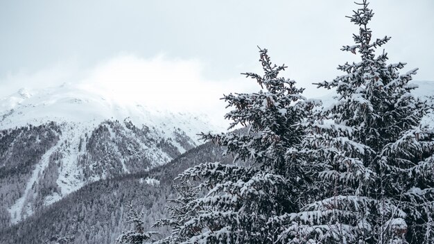 Gran tiro de pinos y montañas cubiertas de nieve