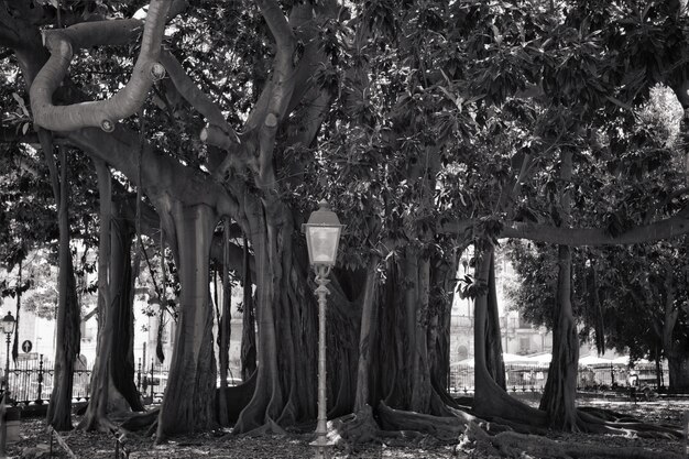 Gran tronco de arbol