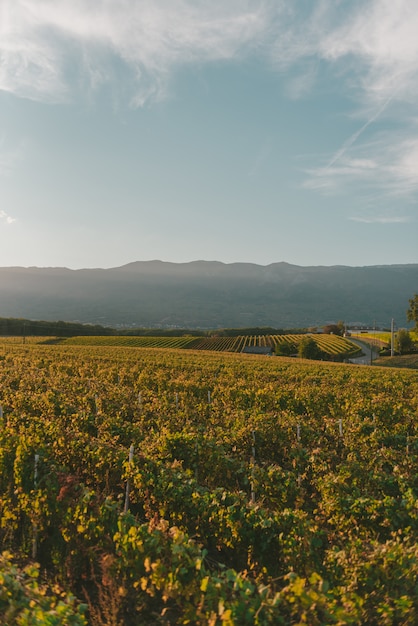 Gran viñedo bajo el hermoso cielo brillante en un día soleado