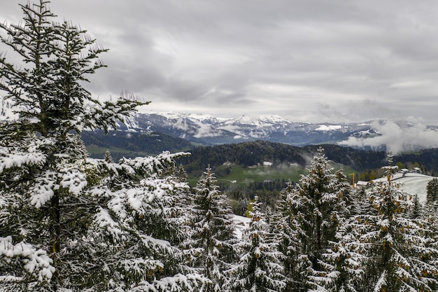 Gran vista de colinas y abetos cubiertos de nieve