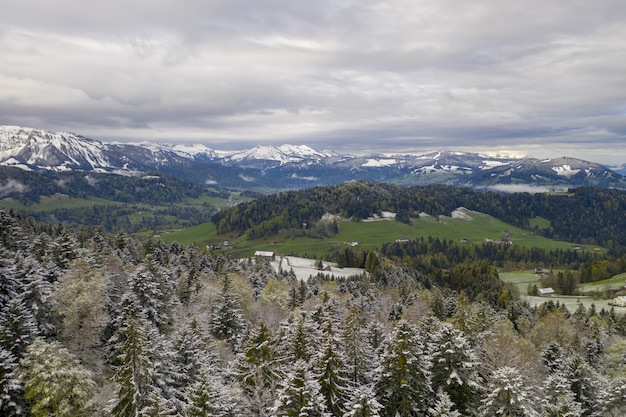 Gran vista de colinas y abetos cubiertos de nieve