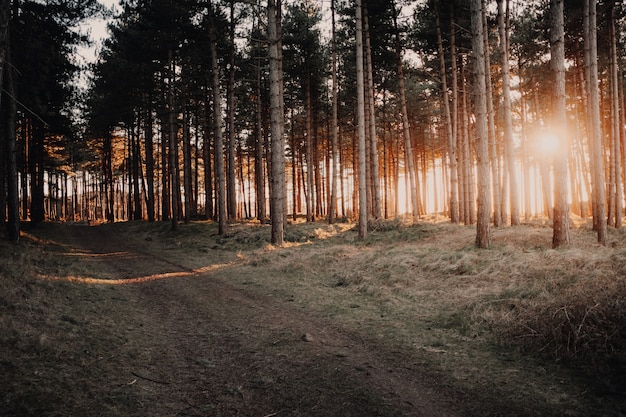 Foto gratuita gran vista del sol brillando a través de los árboles en un bosque capturado en oostkapelle, países bajos