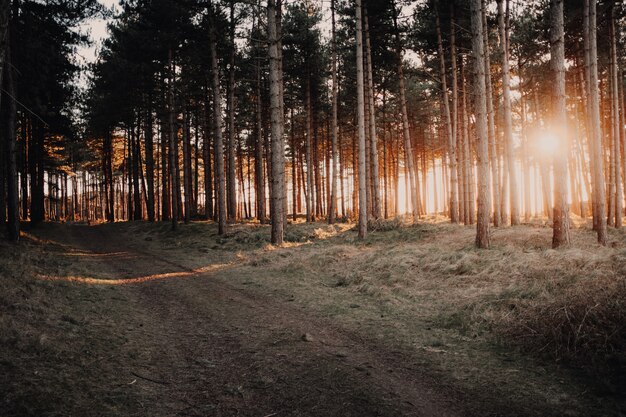 Gran vista del sol brillando a través de los árboles en un bosque capturado en Oostkapelle, Países Bajos