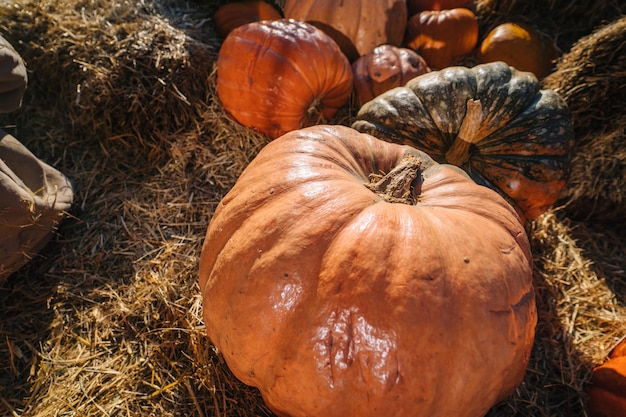 grandes calabazas naranjas maduras sobre un fondo de paja