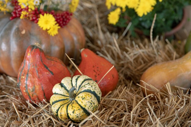 Grandes calabazas entre paja y flores, estilo rústico, cosecha de otoño.