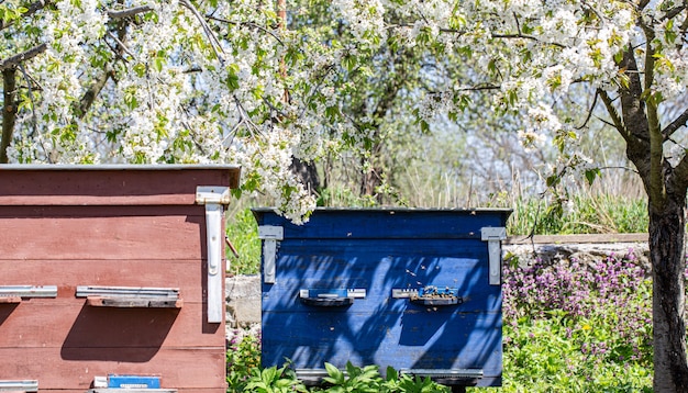 Grandes colmenas de madera con abejas en el jardín de primavera