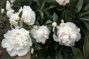Foto gratuita grandes flores de peonías blancas en un arbusto de cerca