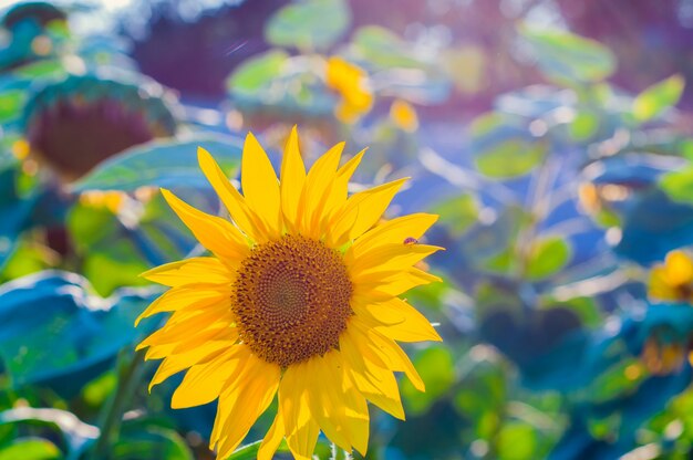 Grandes hermosos girasoles al aire libre. Papel pintado escénico con un primer plano del girasol contra el fondo verde con flores