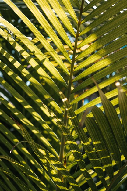 Grandes hojas de palmera cubiertas de luz solar con cielo azul