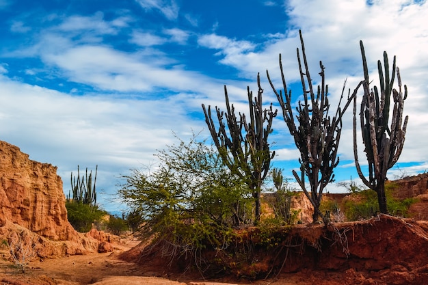 Grandes plantas de cactus en las rocas en el desierto de Tatacoa, Colombia bajo el brillante cielo nublado