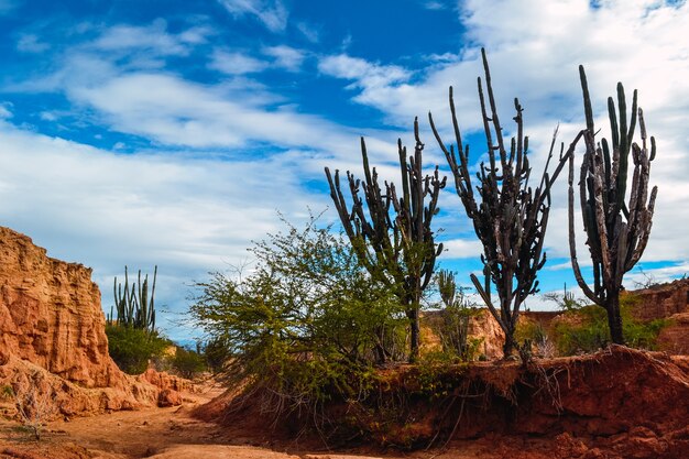 Grandes plantas de cactus en las rocas en el desierto de Tatacoa, Colombia bajo el brillante cielo nublado