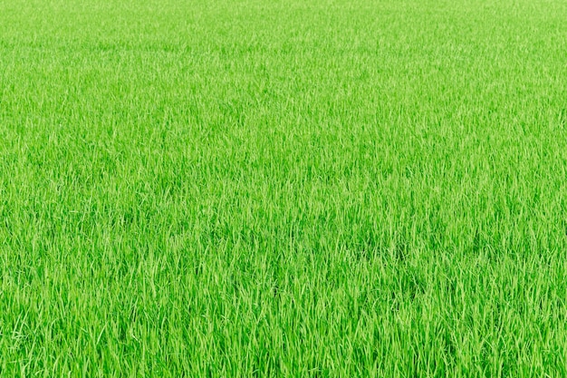 Granja de arroz verde campo de arroz naturaleza textura de fondo