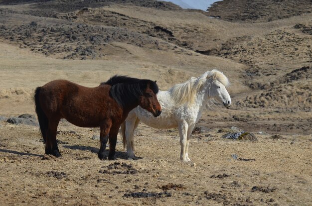 Granja de caballos islandeses con un par de caballos, uno bayo y otro blanco.