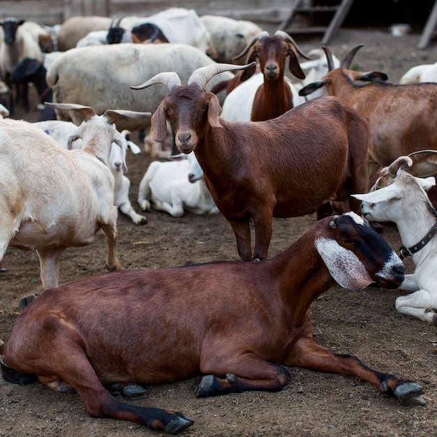 Foto gratuita granja con cabras