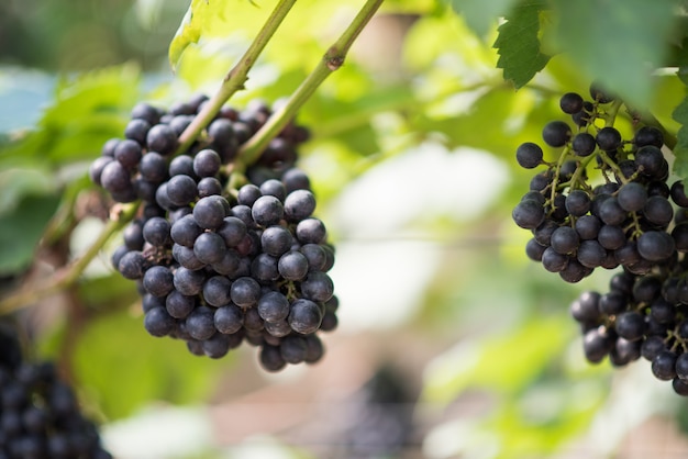 Foto gratuita granja de cosecha de uva