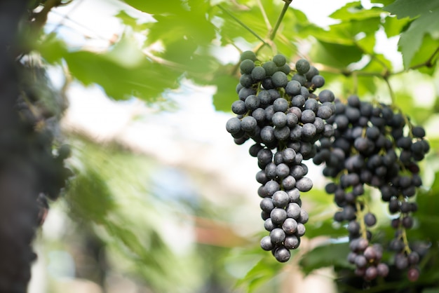 Foto gratuita granja de cosecha de uva