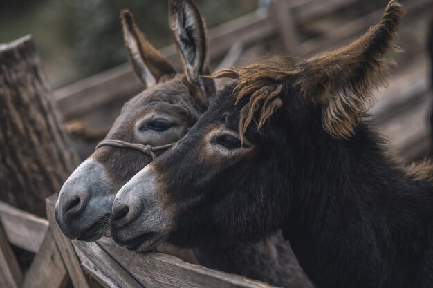 Granja de ganado. Lindos burros en la granja de ganado.