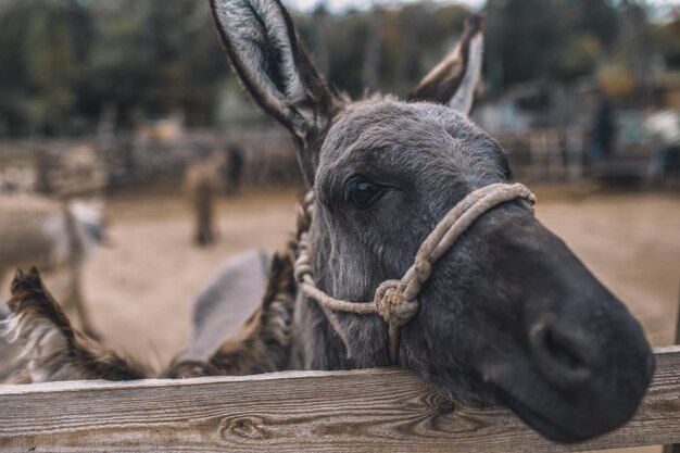 Granja de ganado. Lindos burros en la granja de ganado.