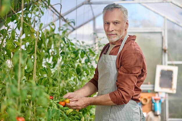 Granja organica. Un hombre barbudo en el invernadero con tomates en las manos.