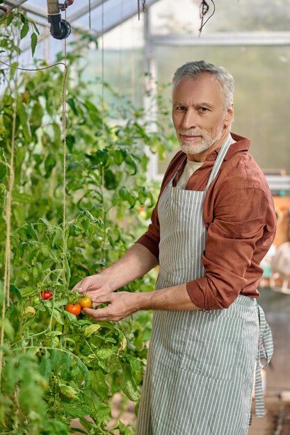 Granja organica. Un hombre barbudo en el invernadero con tomates en las manos.