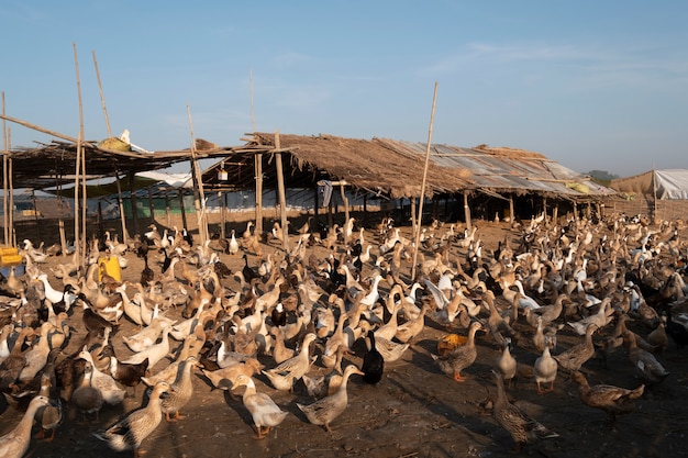 Foto gratuita granja de patos en mandalay