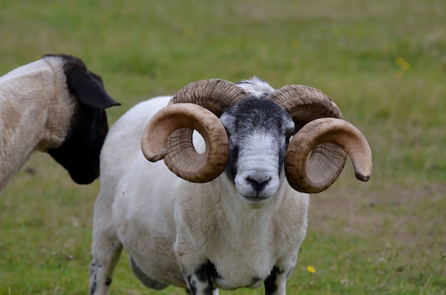 Foto gratuita granja en las tierras altas de escocia con grandes cuernos rizados.