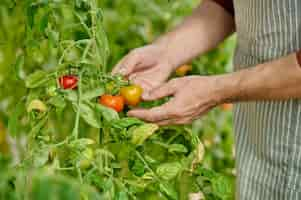 Foto gratuita granja de tomates. cerrar imagen de mans manos sosteniendo tomates frescos